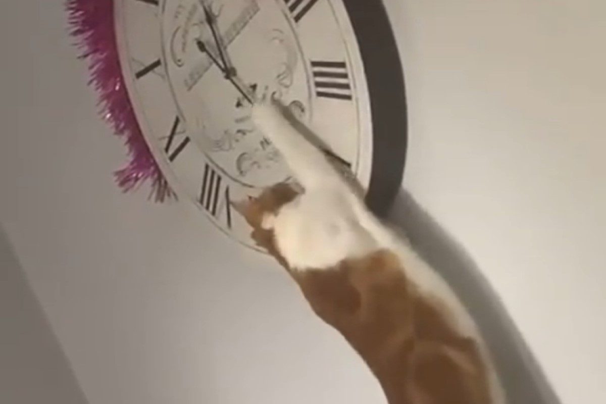  ▲女子發現時鐘老是報時出錯　罪魁禍首是「牠」！（圖／IG@twatcatandmilo）