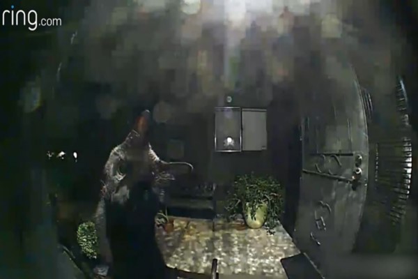 黑貓半夜到鄰居家打招呼　監視器前探頭探腦：有人在嗎？