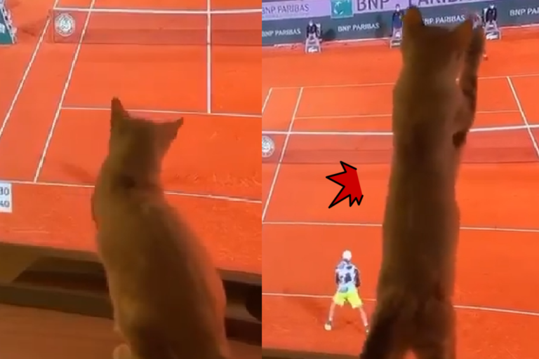 網球比賽好火熱，電視前貓咪也「忙個不停」抓抓抓！（圖／Instagram＠benglamur）