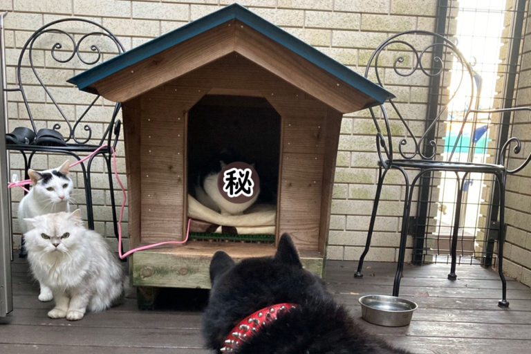黑汪可憐兮兮地盯著自己的狗屋被3隻貓霸佔（圖／Twitter@petbaka）