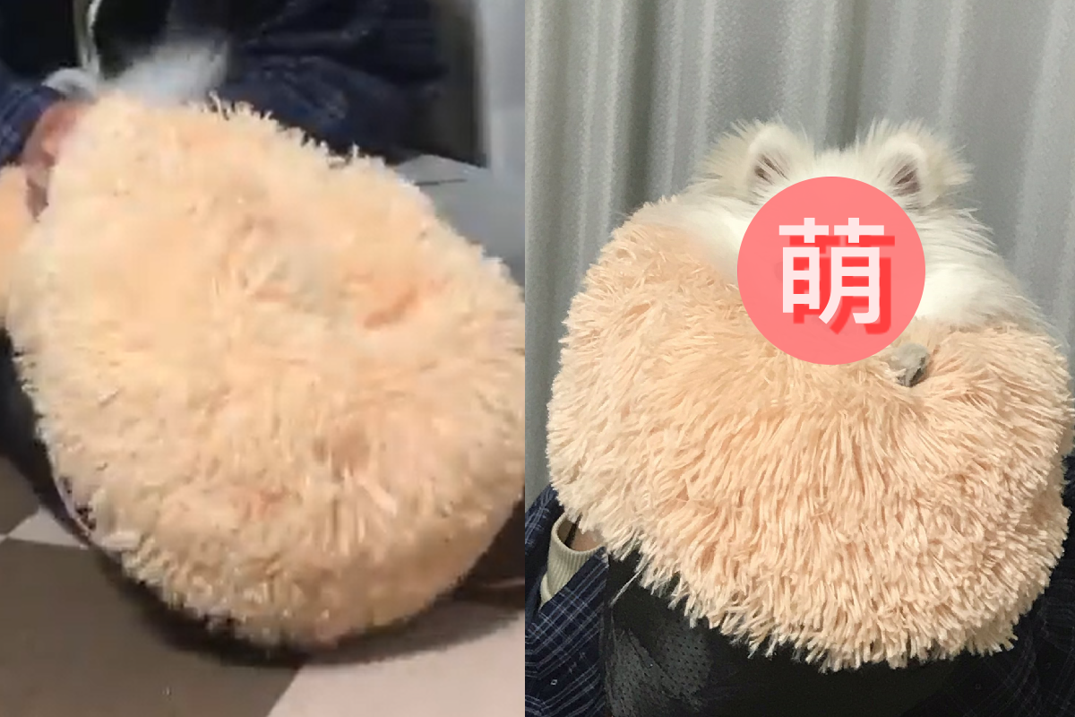 手擠抱枕竟擠出一超萌「毛毛內餡」！（圖／Twitter＠tsumugi_pome）