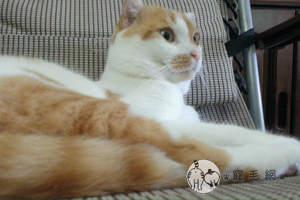橘白貓經常「臉歐歐」　飼主揭驚人真相網笑瘋：想當黑手？