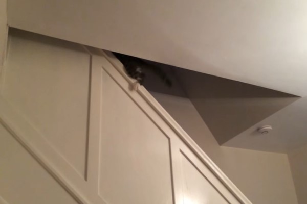 貓皇懶得走樓梯用「這方法」下樓　網驚：竟然還會剎車！