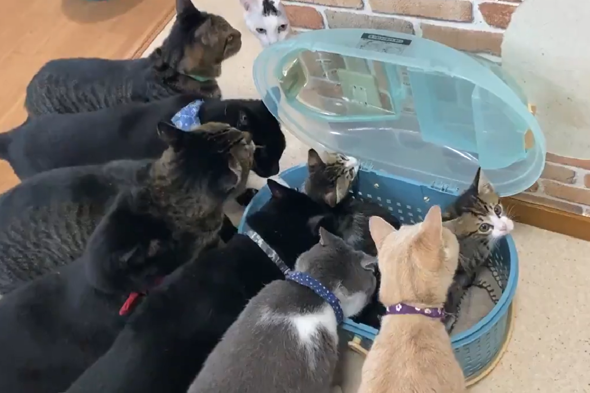 咖啡廳雇傭新貓咪，老員工熱情圍觀打招呼！（圖／Twitter＠nekocafekibunya）