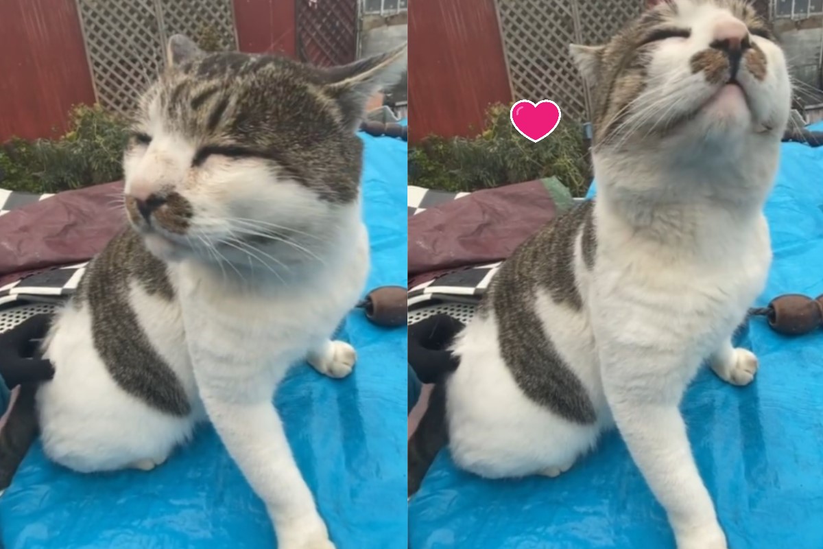 北海道一隻大頭貓非常享受被抓癢（圖／IG@big_face_cat_kenji）