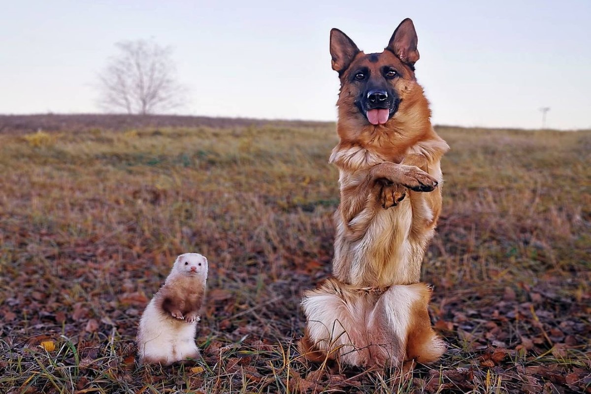 立陶宛一隻德國狼犬的好麻吉竟然是一隻小雪貂！（圖／IG@nova_n_pacco）