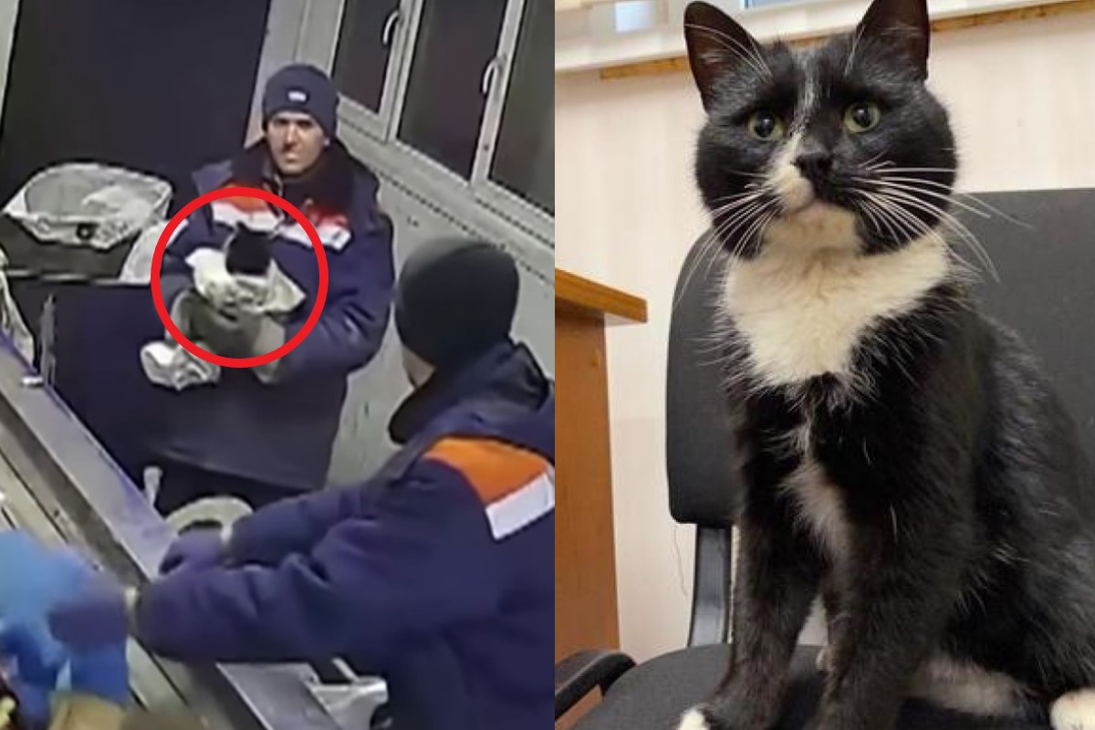 垃圾場員工驚見有人惡意將貓咪包在袋子裡丟棄，差一點被輾碎（圖／翻攝自Youtube@Reuters、mk.ru）