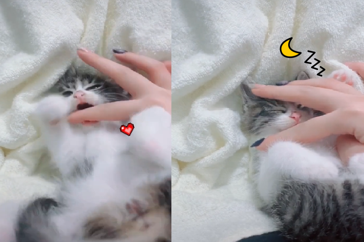 小奶貓左右搖動好想玩，主人手壓臉3秒瞬間「呼呼大睡」！（圖／TiKTok＠willmmmoka）