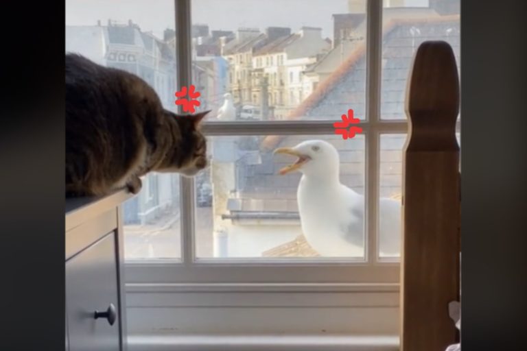 英國一隻虎斑貓與海鷗隔窗吵架（圖／翻攝自Tik Tok＠jessiethomasx）