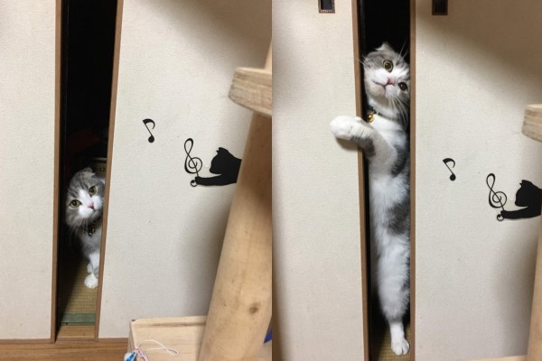 貓皇不小心被關衣櫥　牠出來後「眼神變了」：別跟偶說話！