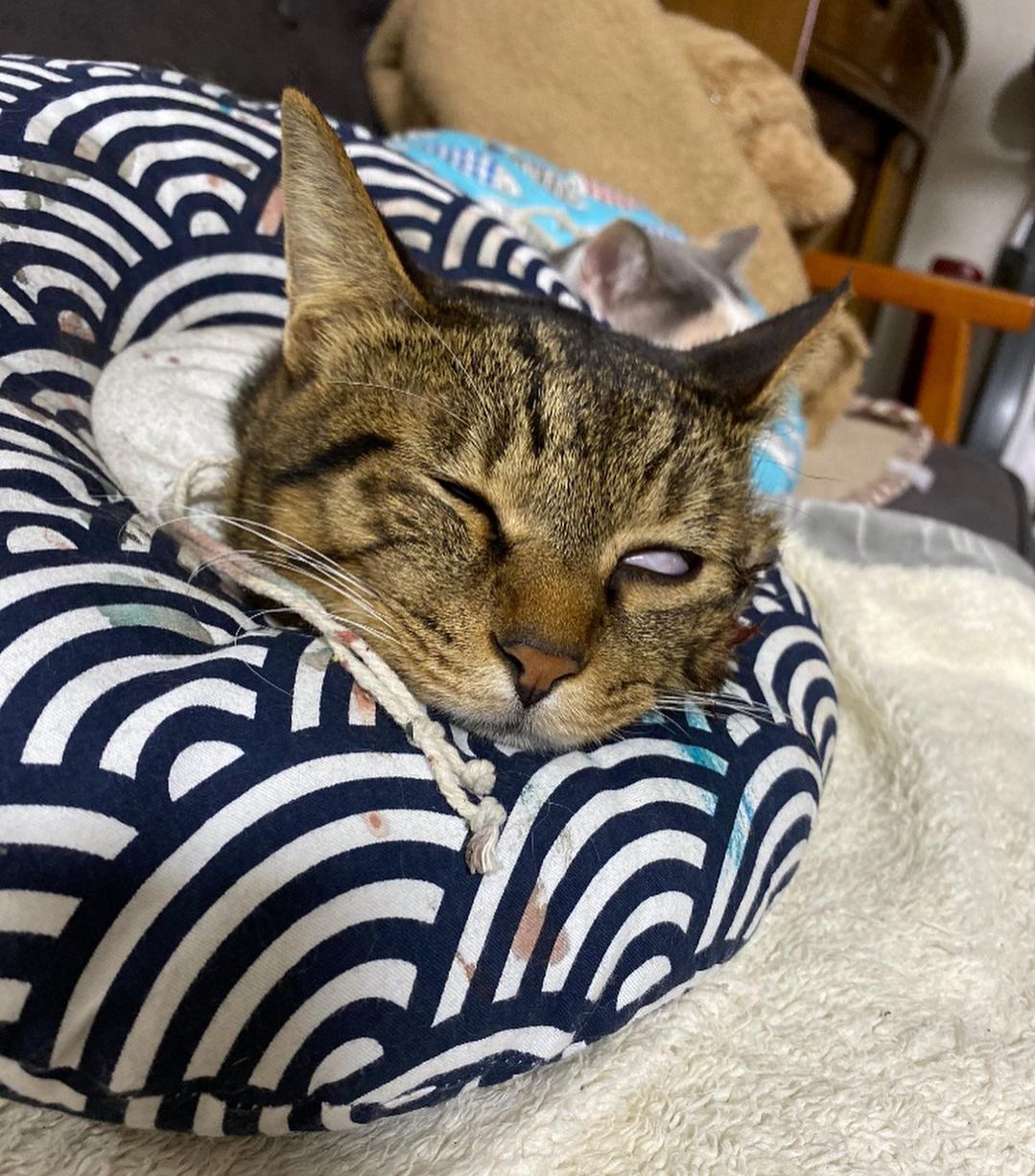 而今天的主角就是這位：睡到翻白眼的虎斑貓！（圖／Instagram＠midorinotanbo）