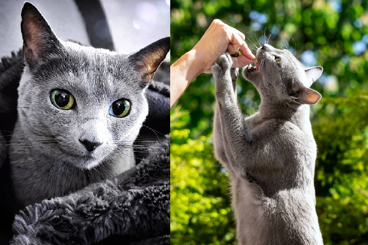 轉動光線角度，貓咪寶石大眼「魔法般」由綠轉藍！（圖／Instagram＠tosha_and_pushkin）