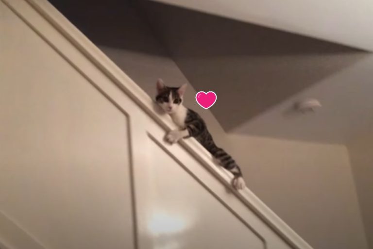  ▲貓咪因為不想用走的方式下樓梯，竟然突發奇想以超狂的方法「下樓」。（圖／翻攝自Youtube@Miss Greenwood）