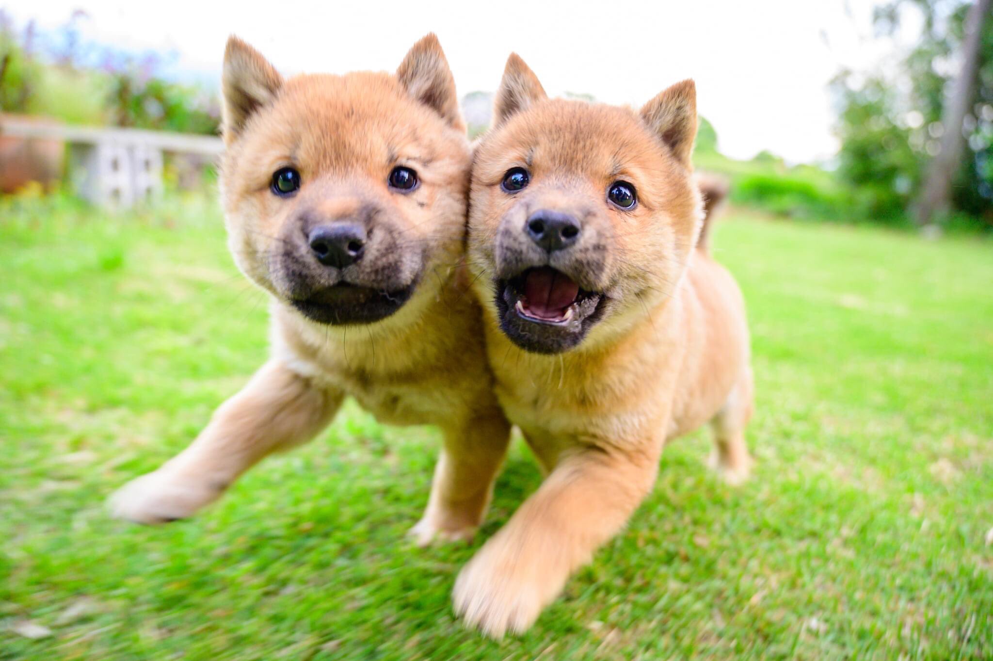 狗狗們追著相機跑！閃亮亮的小眼睛好可愛！（圖／Twitter＠tetsuya_yutaka）