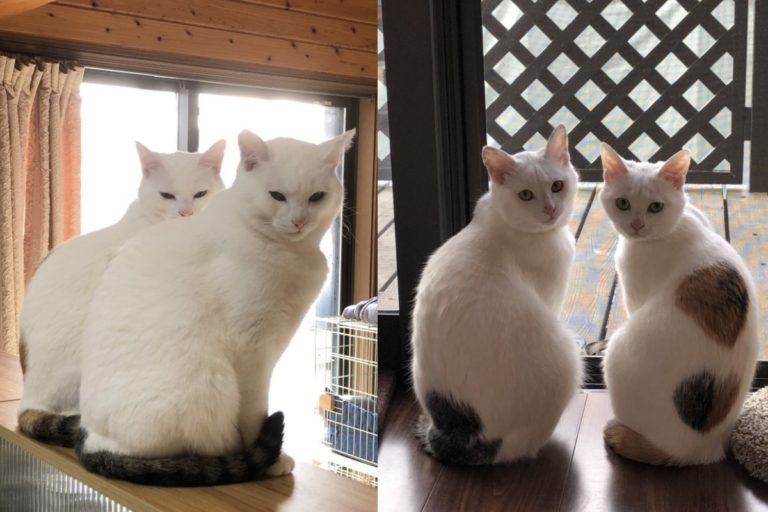 日本一對貓咪姊妹花默契十足，舉止神情經常「神同步」（圖／twitter@neko_musk）