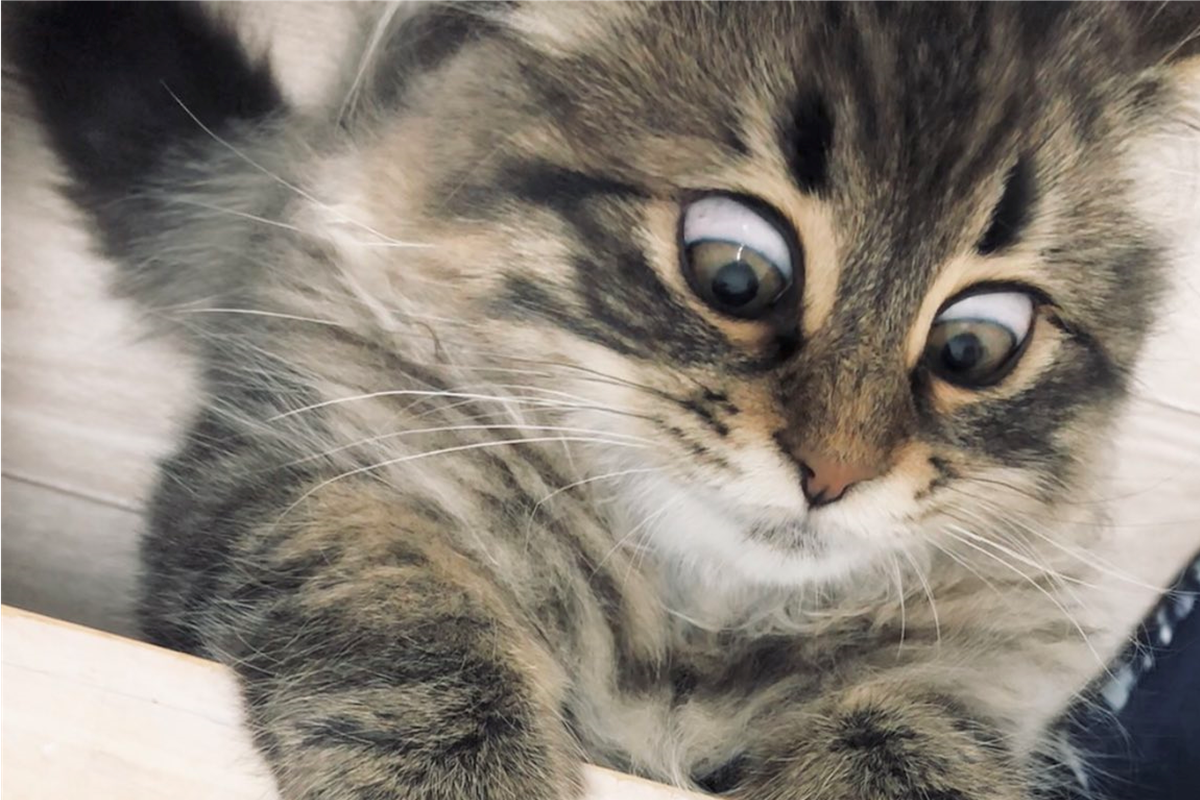 貓咪抓包奴才自顧自大口吃肉，露出無比震驚的表情！（圖／Twitter@ymnc_rf）