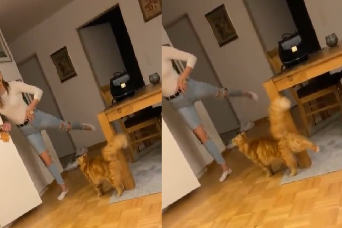 主人扶牆抬腿，橘貓認真學習「同步抬」！（圖／TiKTok＠chikosworldathome）