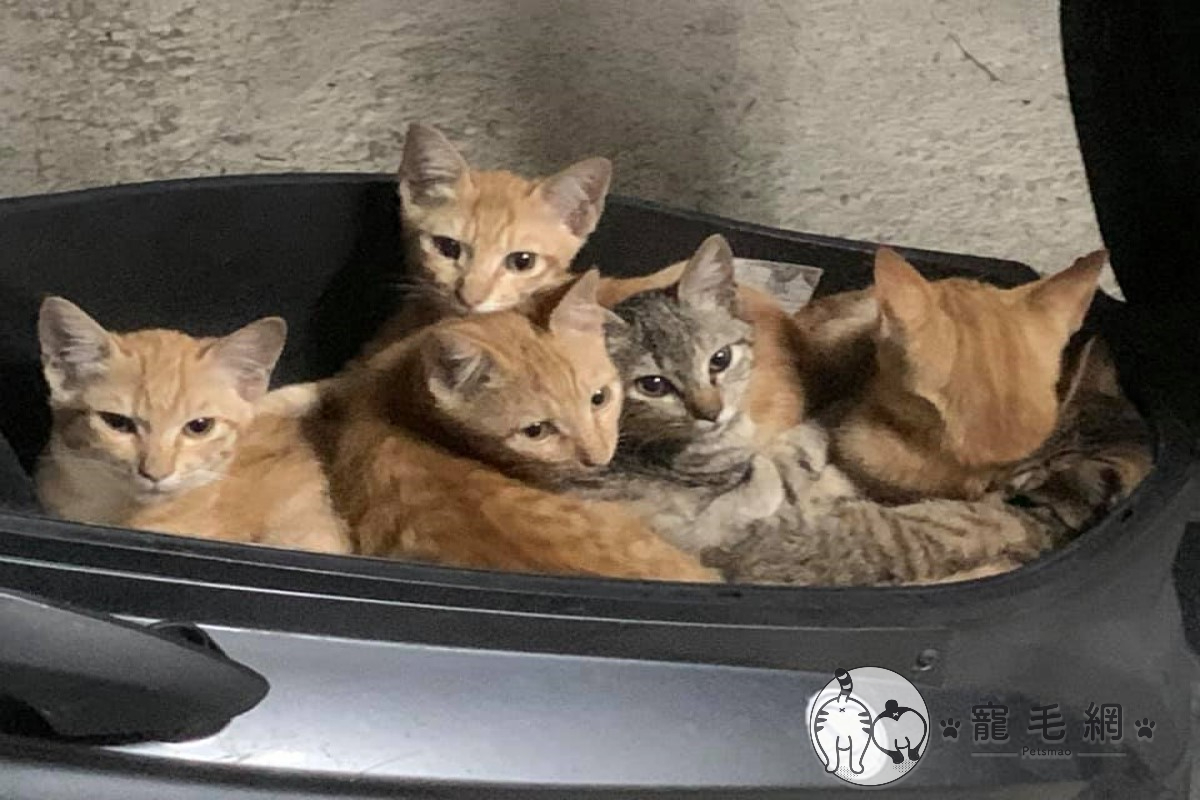 網友忘記關車廂，沒想到被一群小貓霸占（圖／粉專我家車廂會長貓授權提供）