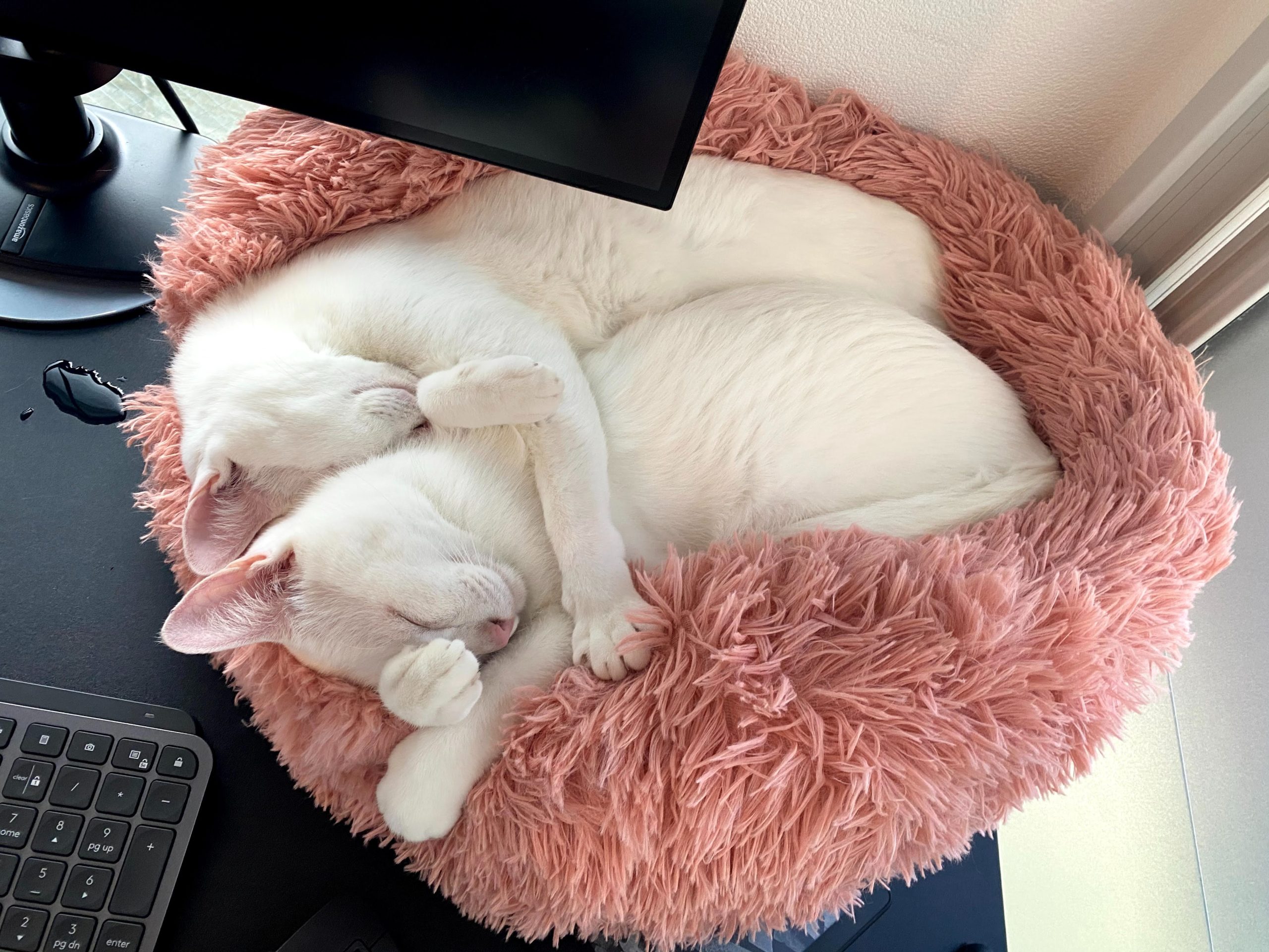 常常窩在一起睡的貓貓們（圖／Twitter@tsubomi_arms）