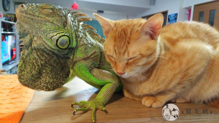 橘貓愛當「跟屁蟲」纏上綠鬣蜥　背後原因原來這麼可愛