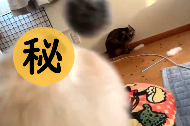 日本貓奴不斷對著貓狂揮逗貓棒，這時突然冒出一隻小毛球！（圖／Twitter@daihukuchaaaaan）