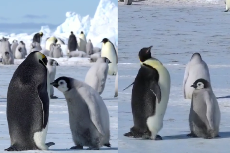 雪地中小企鵝瘋狂點頭像在要什麼，大企鵝卻「堅定搖頭」！（圖／Instagram＠myeonghoseo）