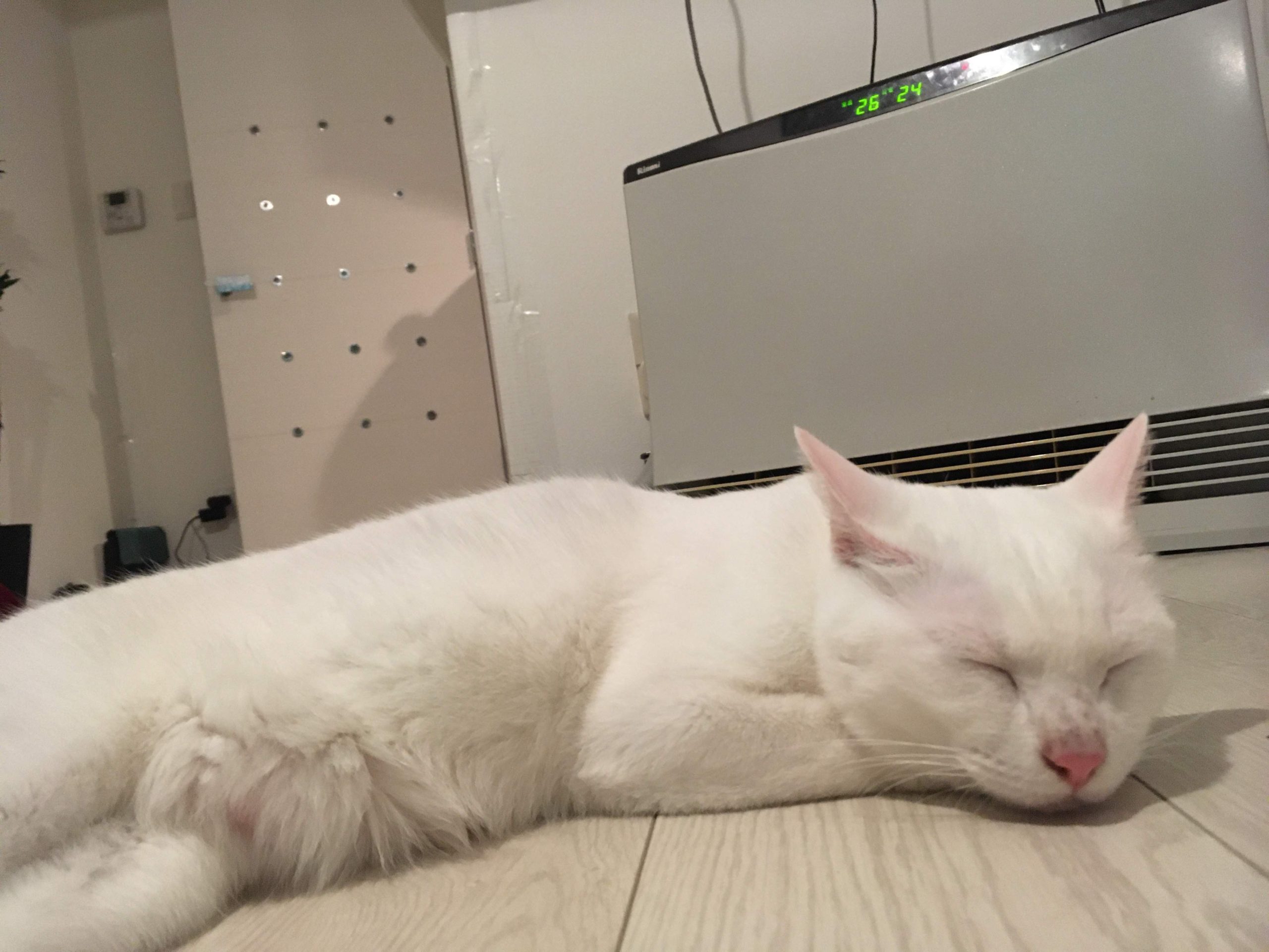 回家的正常景象：窩在暖氣前睡覺的貓（圖／Twitter@tsubomi_arms）