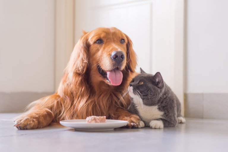 狗貓不吃飯該怎麼辦？觀察動物食慾的小技巧｜ 獸醫好想告訴你
