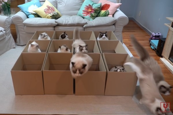 如何一次召喚11隻布偶貓？　紙箱放下去就對啦！