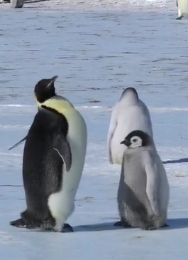 大企鵝把頭抬高搖頭，就像是在說：「不要不要！」（圖／Instagram＠myeonghoseo）