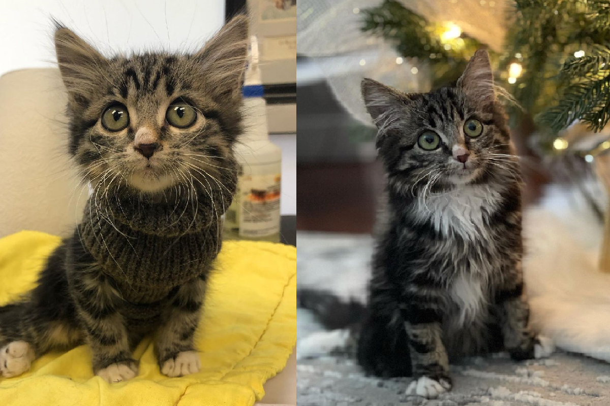 小貓因車禍癱瘓失禁，仍用前肢爬行冷靜面對世界。（圖／Instagram@fostercatsandkittens）