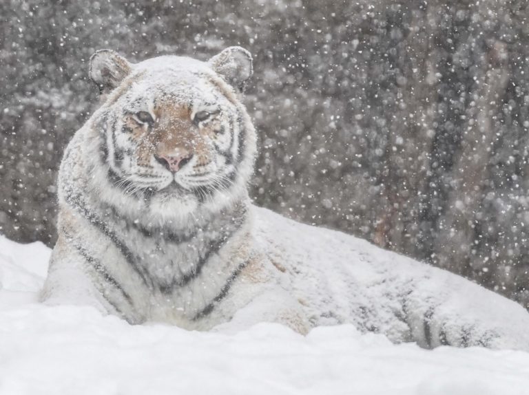 霸氣虎全身沾滿雪　他認真一看大笑：原以為是「白老虎」！