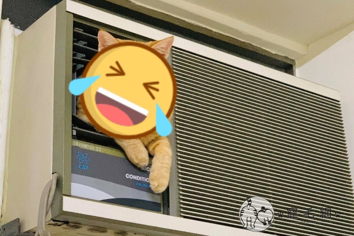 ▲窗型舊冷氣竟「長出橘貓」，奴才驚：魔術大空間？（圖／網友Bao Lai授權提供）