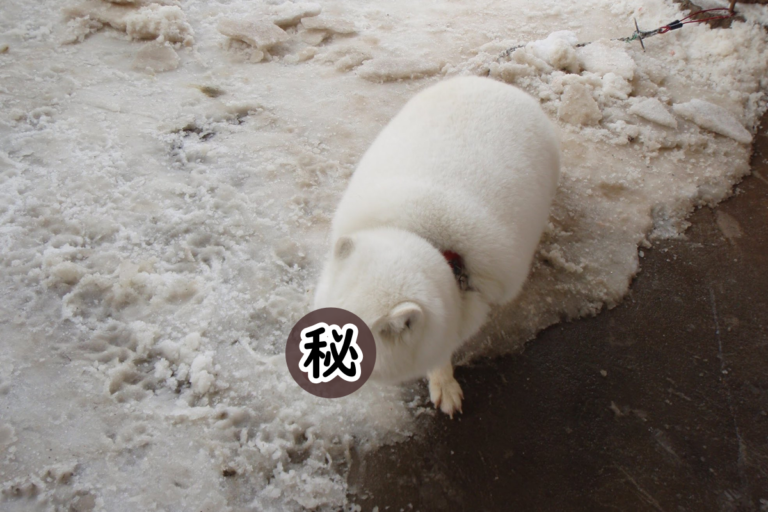 日本網友在藏王狐狸村看到「長腳棉花糖」，仔細一看當場哈哈大笑！（圖／Twitter@johndog_saiga）