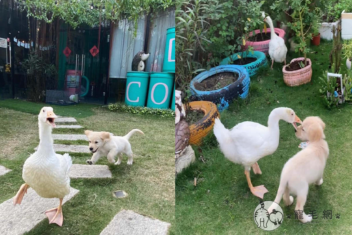 鵝與幼犬相遇，一同奔跑玩耍當朋友！（圖／Facebook粉專＠澎湖狗狗～好Fashion．好Crazy授權提供）