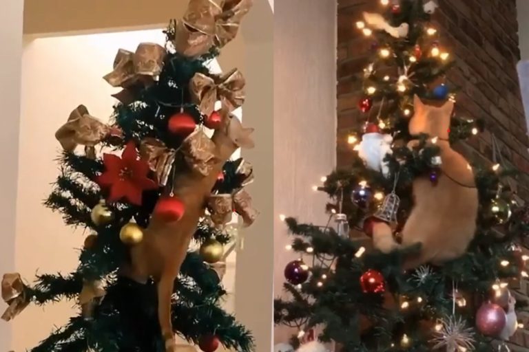 聖誕節一到，喵星人紛紛爬上聖誕樹，看起來就像在「搶孤」（圖／Twitter@buitengebieden_、Tik Tok@sammieandpukkie）
