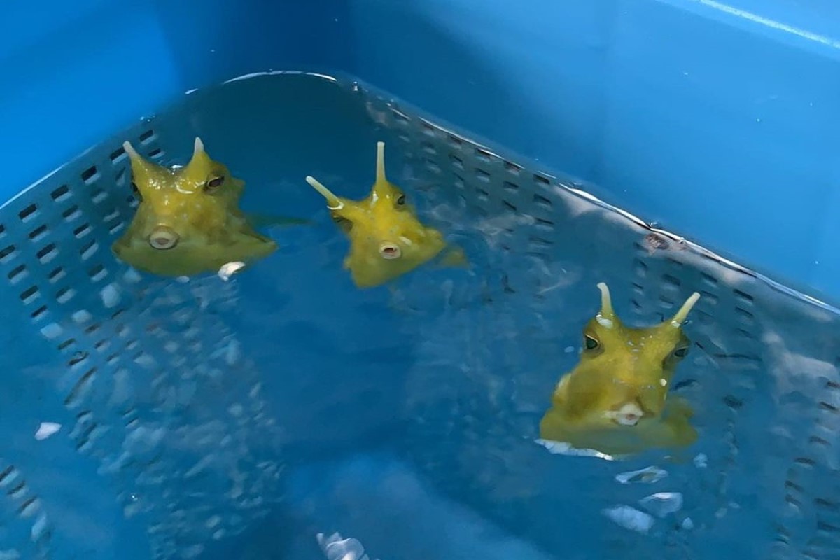 日本「海之中道海洋世界」日前有三隻「角箱魨」瞬間爆紅（圖／Twitter@marine_uminaka）