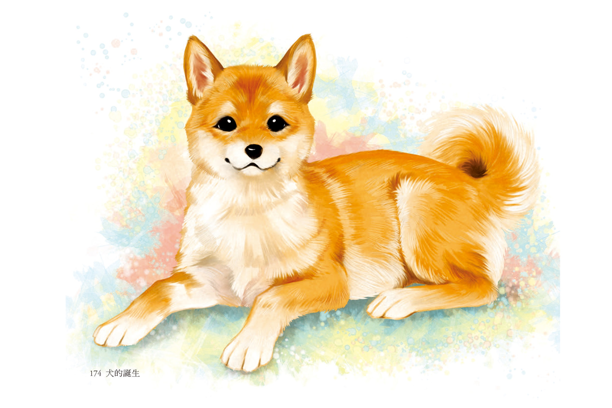 柴犬是日本的天然紀念物，《犬的誕生》揭開柴柴的身世之謎！（圖／《犬的誕生》）