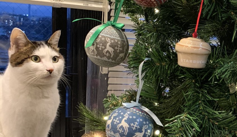 貓主子盯著聖誕樹「思考喵生」　主人嘆：不要打壞主意！