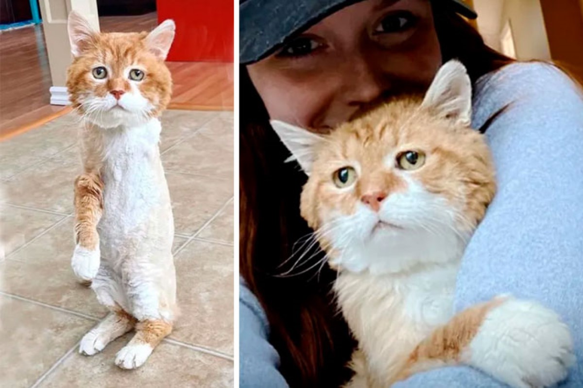 三腳浪橘「Bubby巴比」多年前曾出現在一友善男子的家，流浪多年後輾轉被送到中途愛媽家照顧（圖／IG@somebubbytolove）