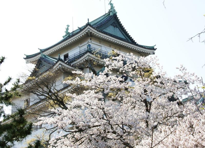 ▲網友討論明年是否能到日本去看櫻花。（示意圖／取自pixabay）