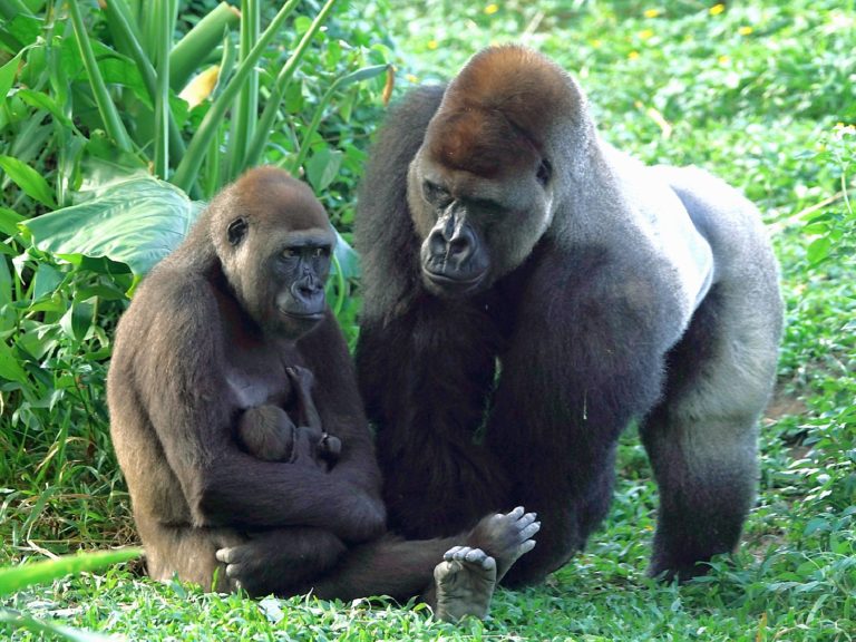 動物園喜迎「金剛寶寶」　命名活動開跑！