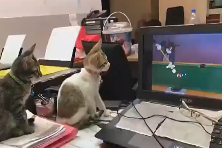 兩隻幼貓「嚴守電腦」，專心一致地看卡通！（圖／Twitter@AnimalsWorId）