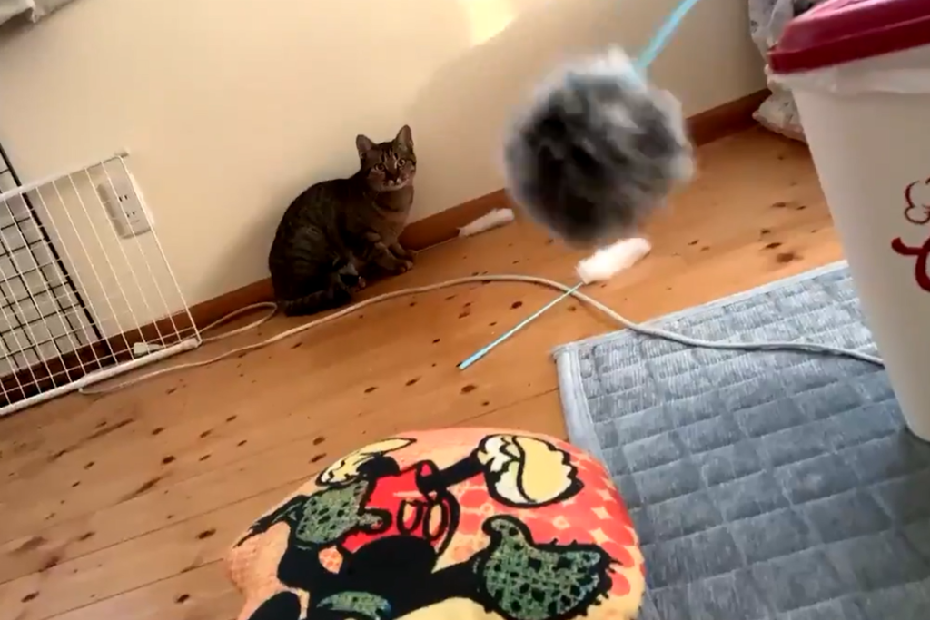 不斷朝貓咪狂揮逗貓棒　竟引來「小毛球」主人笑：你是貓？