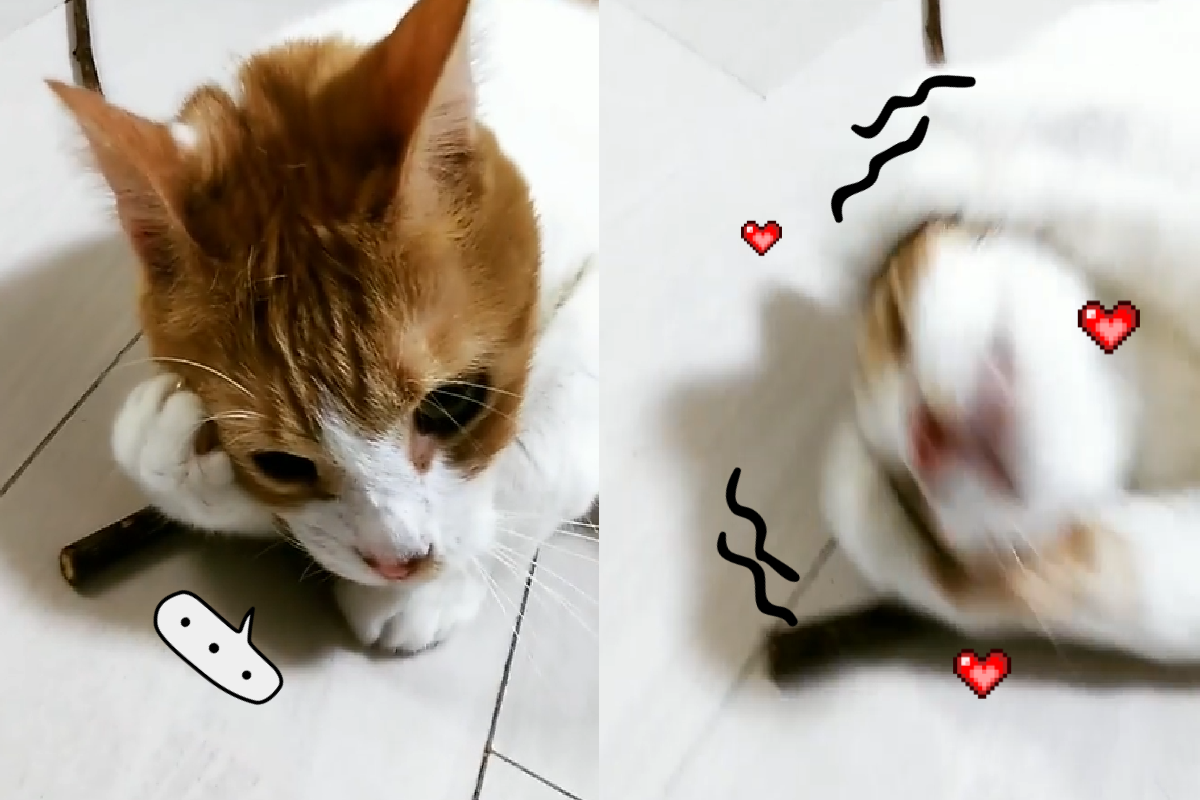 木天蓼好刺激，貓貓蹭到一半居然「手扶額頭」休息！（圖／Instagram＠lay_rin_rola_g）