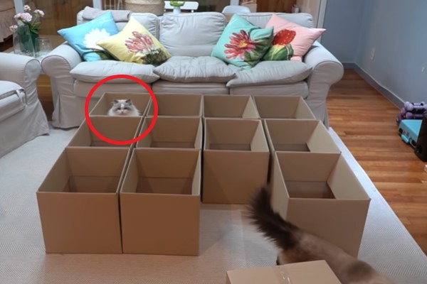 如何一次召喚11隻布偶貓？　紙箱放下去就對啦！