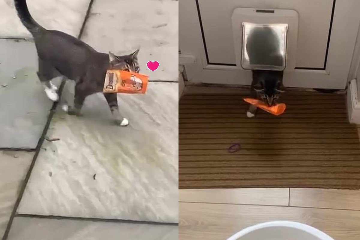 英國一隻貓咪回家時還自備一包貓糧（圖／翻攝自FB@Lee Harvey）