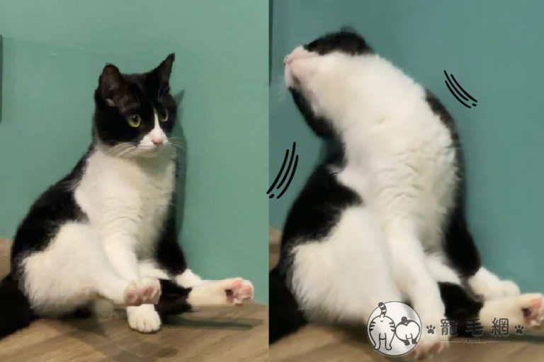 貓貓突然手撐地，將腿「浮空」練核心！（圖／Instagram＠shubo1.3授權提供）