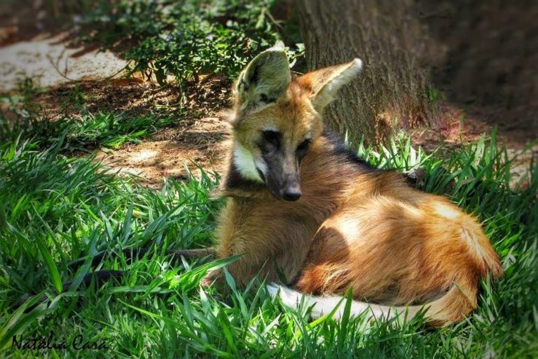 這隻有點像狐狸又有點像狗的就是鬃狼（圖／Instagram＠natysadventures） 