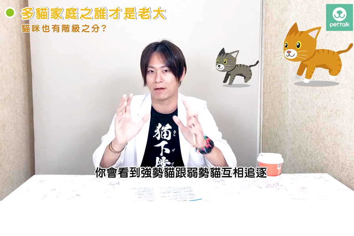 多貓家庭的飼主想化解貓咪間的紛紛擾擾？看這篇就對了！（圖／PetTalk）